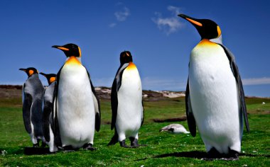 falkland Adaları üzerinde gönüllü noktada penguenler Kral