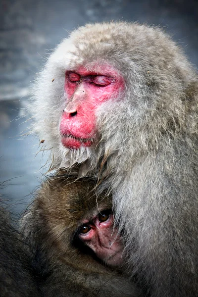 Snow Monkey at Jigokudani near Nagano, Japan — Stock Photo, Image