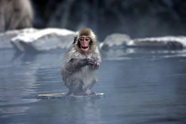 Snow Monkey at Jigokudani near Nagano, Japan — Stock Photo, Image
