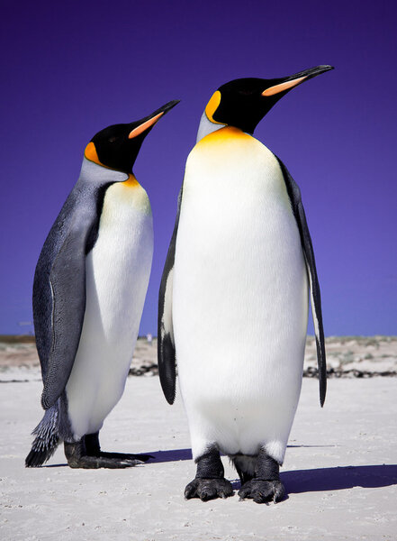 King Penguins at Volunteer Point on the Falkland Islands