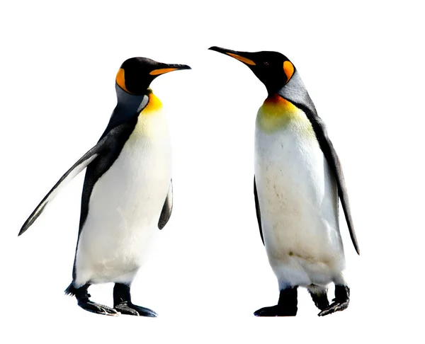 Falkland Adaları üzerinde gönüllü noktada penguenler Kral — Stok fotoğraf