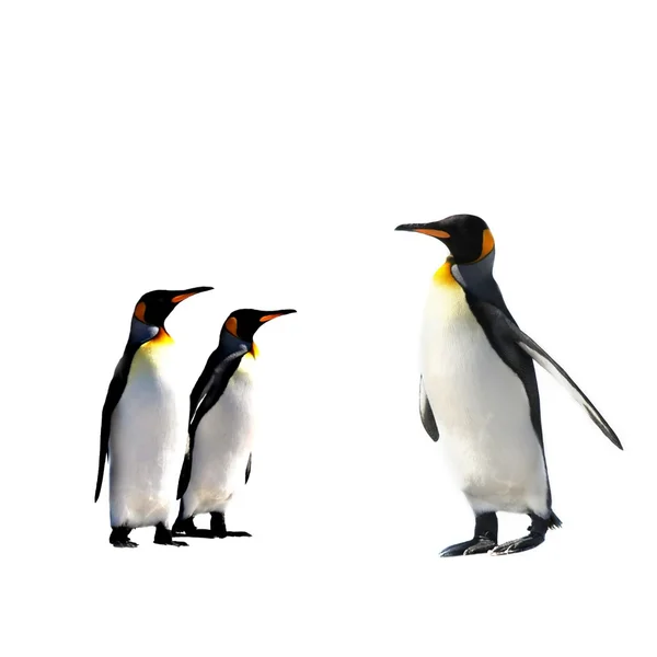 Pinguine — Stockfoto