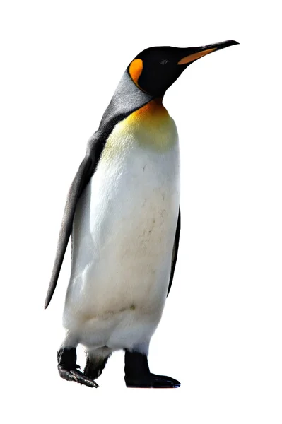 King Penguins at Volunteer Point — Stock Photo, Image