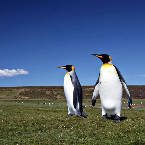 キング ペンギン時点でボランティア — ストック写真