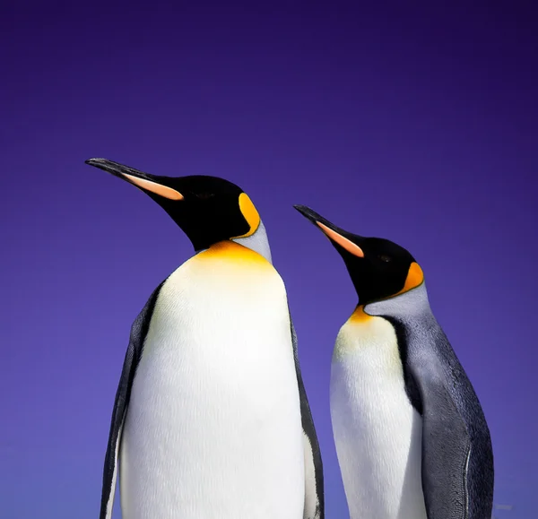 Re Pinguini a Volunteer Point sulle Isole Falkland — Foto Stock
