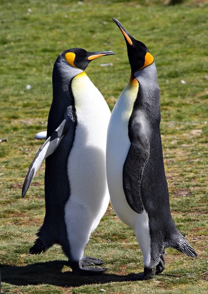 Pingüinos Rey en el Punto de Voluntariado —  Fotos de Stock