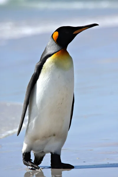 Королівські пінгвіни в точці Волонтером — стокове фото