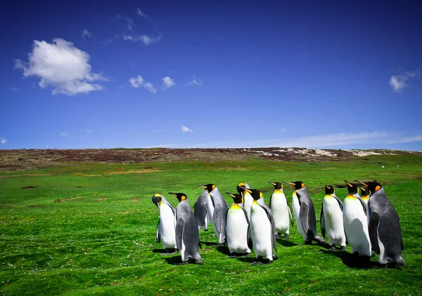 Falkland Adaları üzerinde gönüllü noktada penguenler Kral - Stok İmaj