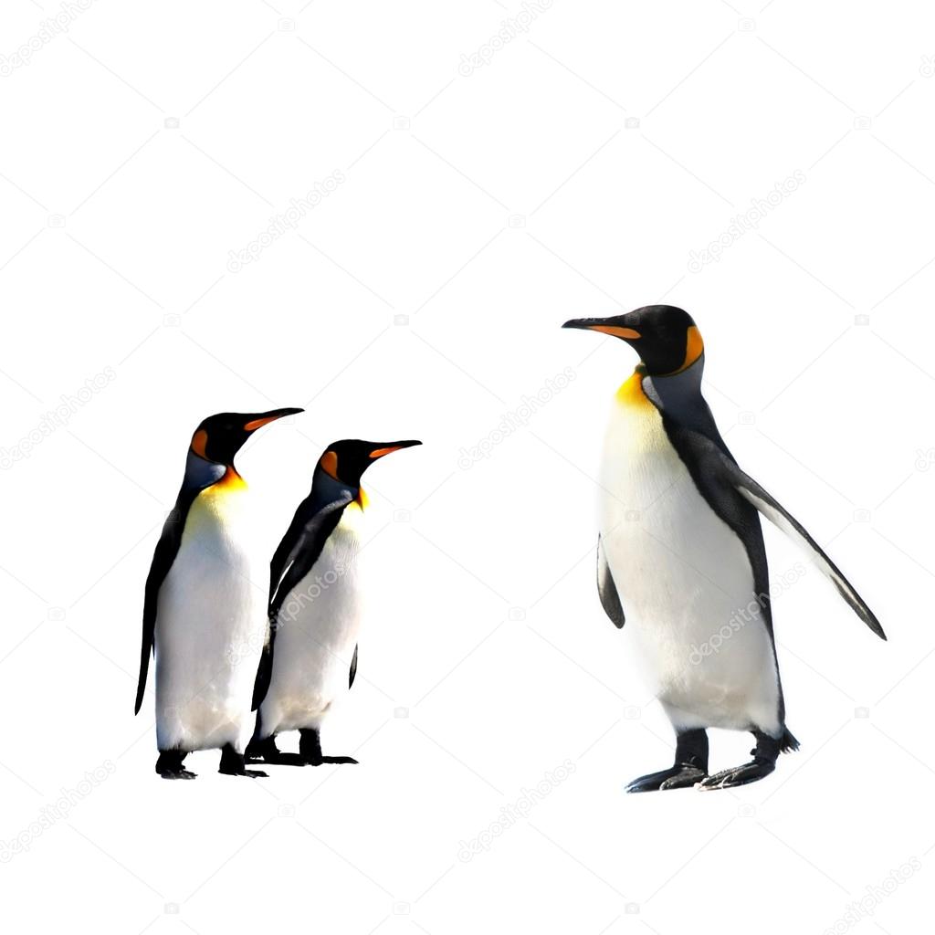 ncousla