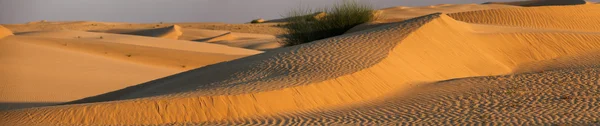 拉贾斯坦邦印度塔尔沙漠 — 图库照片