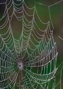 Örümcek Ağı
