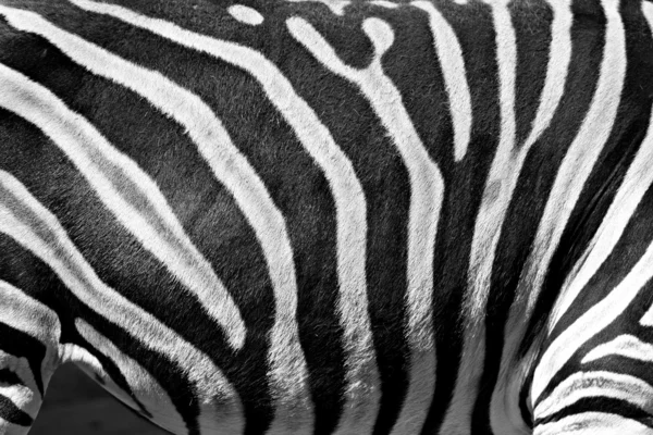 Listras zebra — Fotografia de Stock