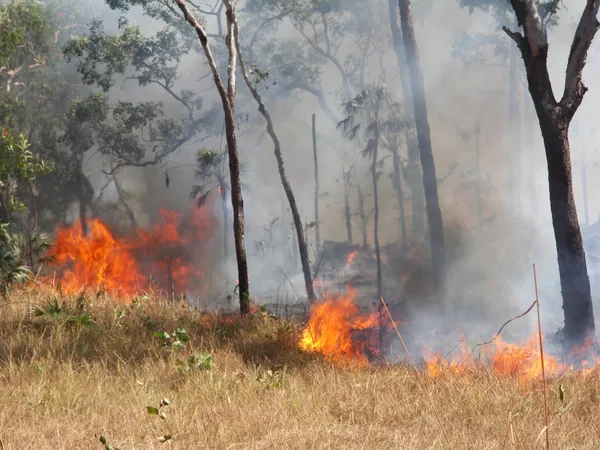 alevler içinde Avustralya outback bir orman yangını