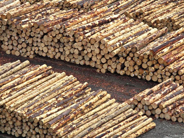 Stacked Logs — Stock Photo, Image