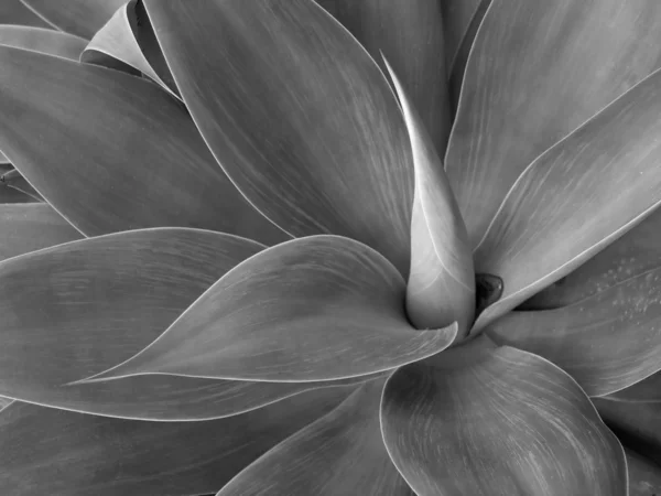 Agave — Stockfoto