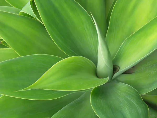 The Agave — Stock Photo, Image