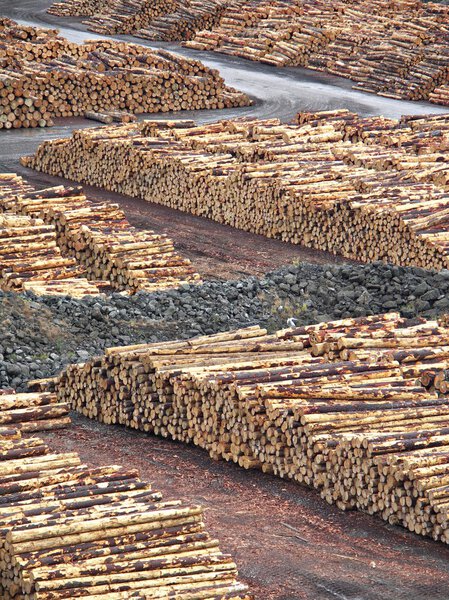 Stacked Logs