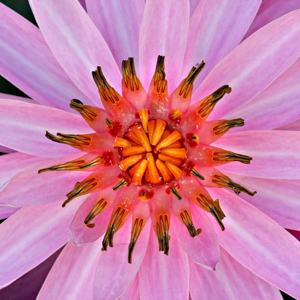 Closeup de lírio de água rosa — Fotografia de Stock