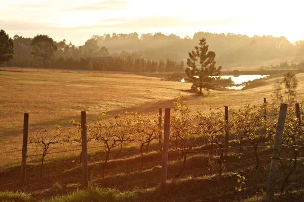 Hunter Valley País del Vino —  Fotos de Stock