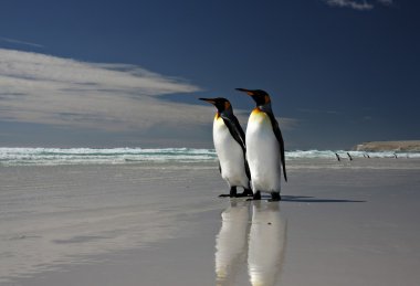 Penguenler gönüllü noktada Kral