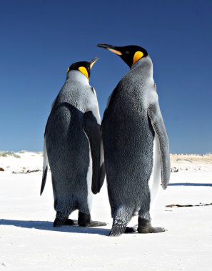 Penguenler gönüllü noktada Kral