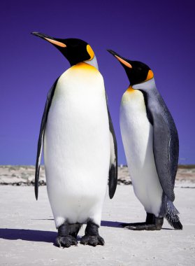 falkland Adaları üzerinde gönüllü noktada penguenler Kral