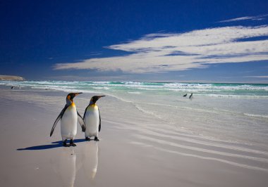 falkland Adaları üzerinde gönüllü noktada penguenler Kral