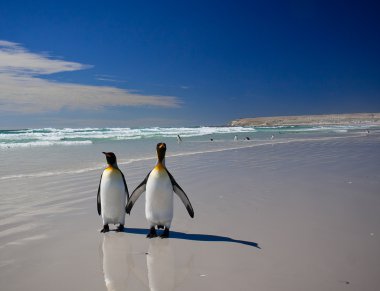 falkland Adaları üzerinde gönüllü noktada penguenler Kral