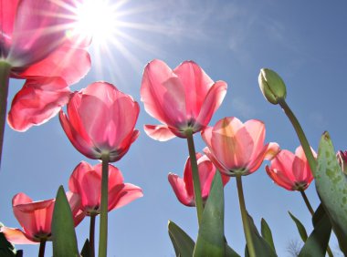 Pembe Lale - Canberra'nın Floriade Festivali