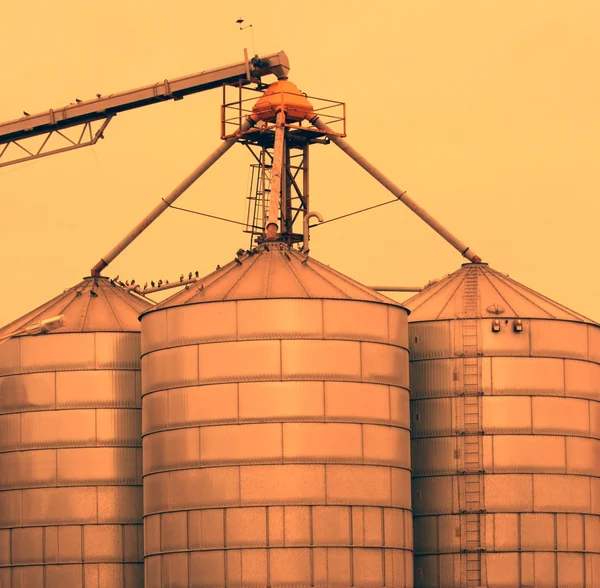 Silos de grano —  Fotos de Stock