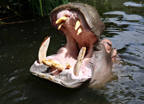 Hippo à procura de uma refeição — Fotografia de Stock