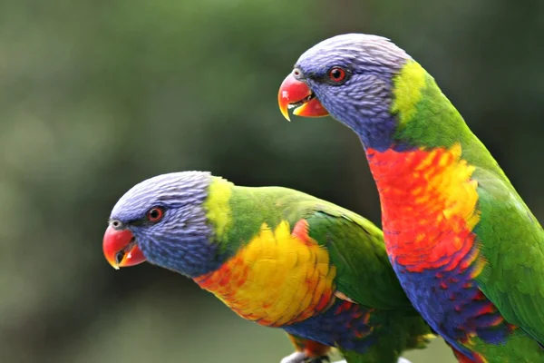 Lóris do arco-íris australiano — Fotografia de Stock