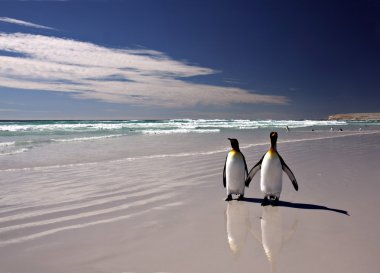 Penguenler gönüllü noktada Kral