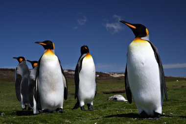 Penguenler gönüllü noktada Kral