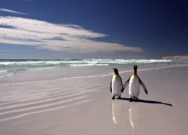 Королівські пінгвіни в точці Волонтером — стокове фото