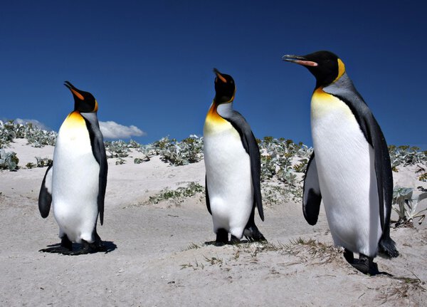 King Penguins at Volunteer Point on the Falkland Islands