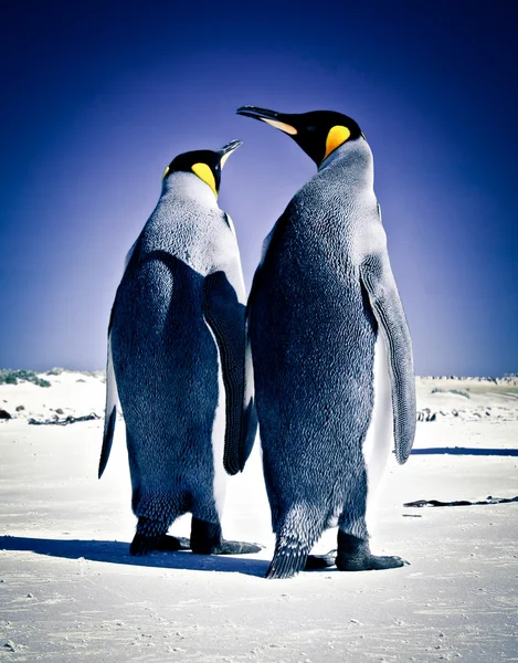 Кинг-пингвины в Волантир-Пойнт — стоковое фото