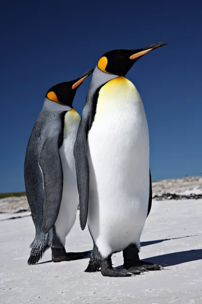 King Penguins at Volunteer Point — Stock Photo, Image