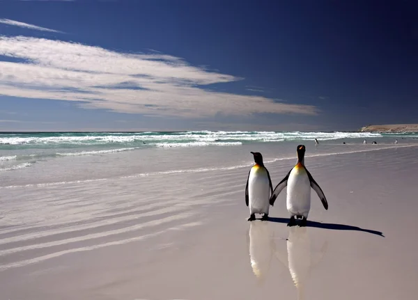 King Penguins at Volunteer Point — Stock Photo, Image