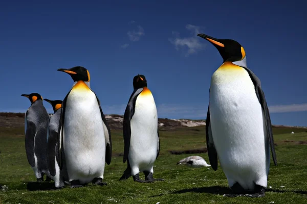 Penguenler gönüllü noktada Kral — Stok fotoğraf