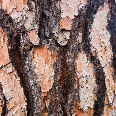 ağaç kabuğu arkaplanı
