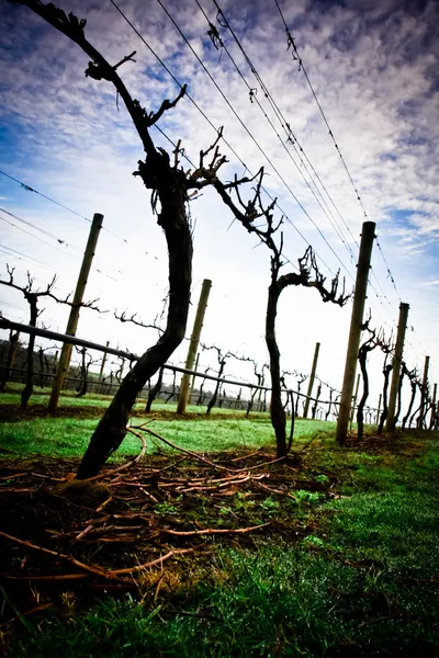 Winter druif wijnstokken in Tasmanië van Tamar Valley — Stockfoto