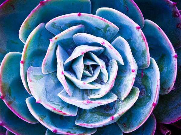 Крупный план зеленого сочного растения
