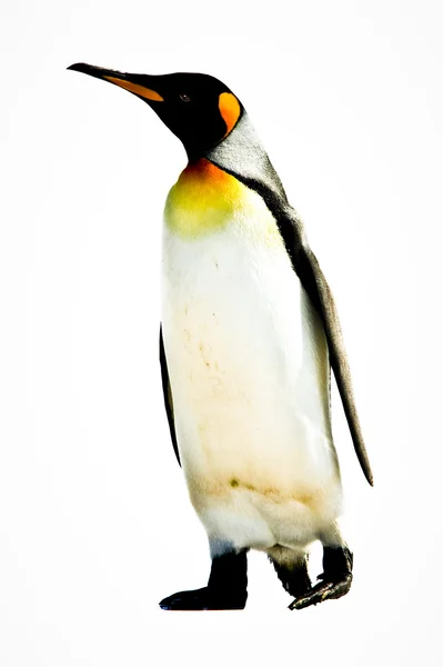 キング ペンギン時点でボランティア — ストック写真