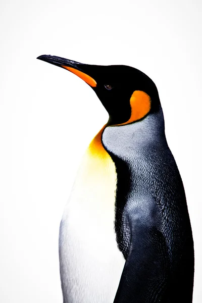 白地に隔離されたペンギン王は — ストック写真