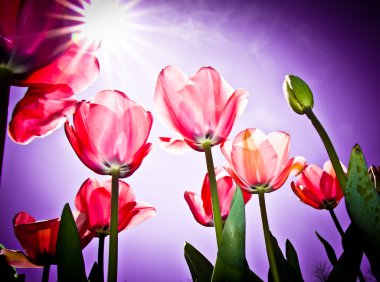 Canberra'nın Floriade Festivali'nde Pembe Laleler