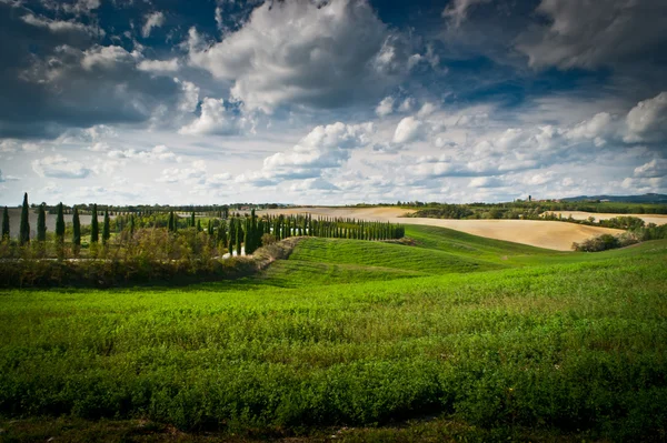 Toskana Landschaft mit Zypressen — Stockfoto