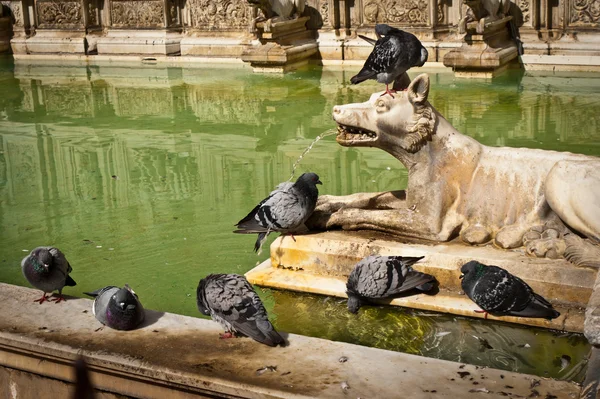 Fontein in siena — Stockfoto