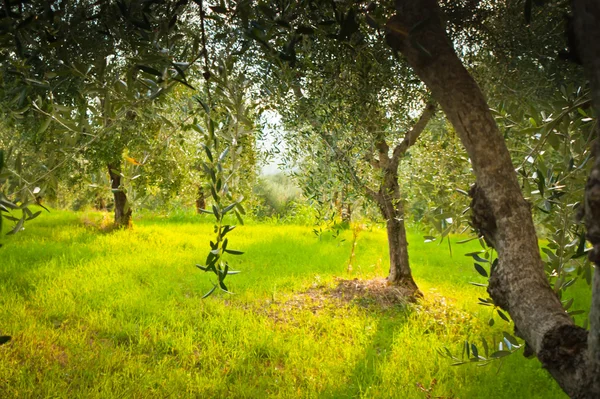 Oliveiras — Fotografia de Stock