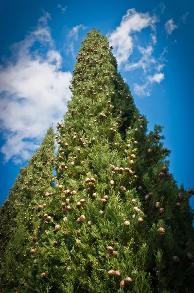 Cypress дерево — стокове фото